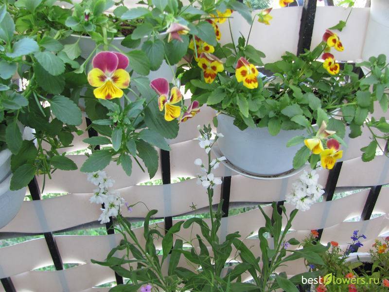 Цветы виола (анютины глазки): фото, выращивание из семян в открытом грунте, посадка и уход, как собрать семена, размножение