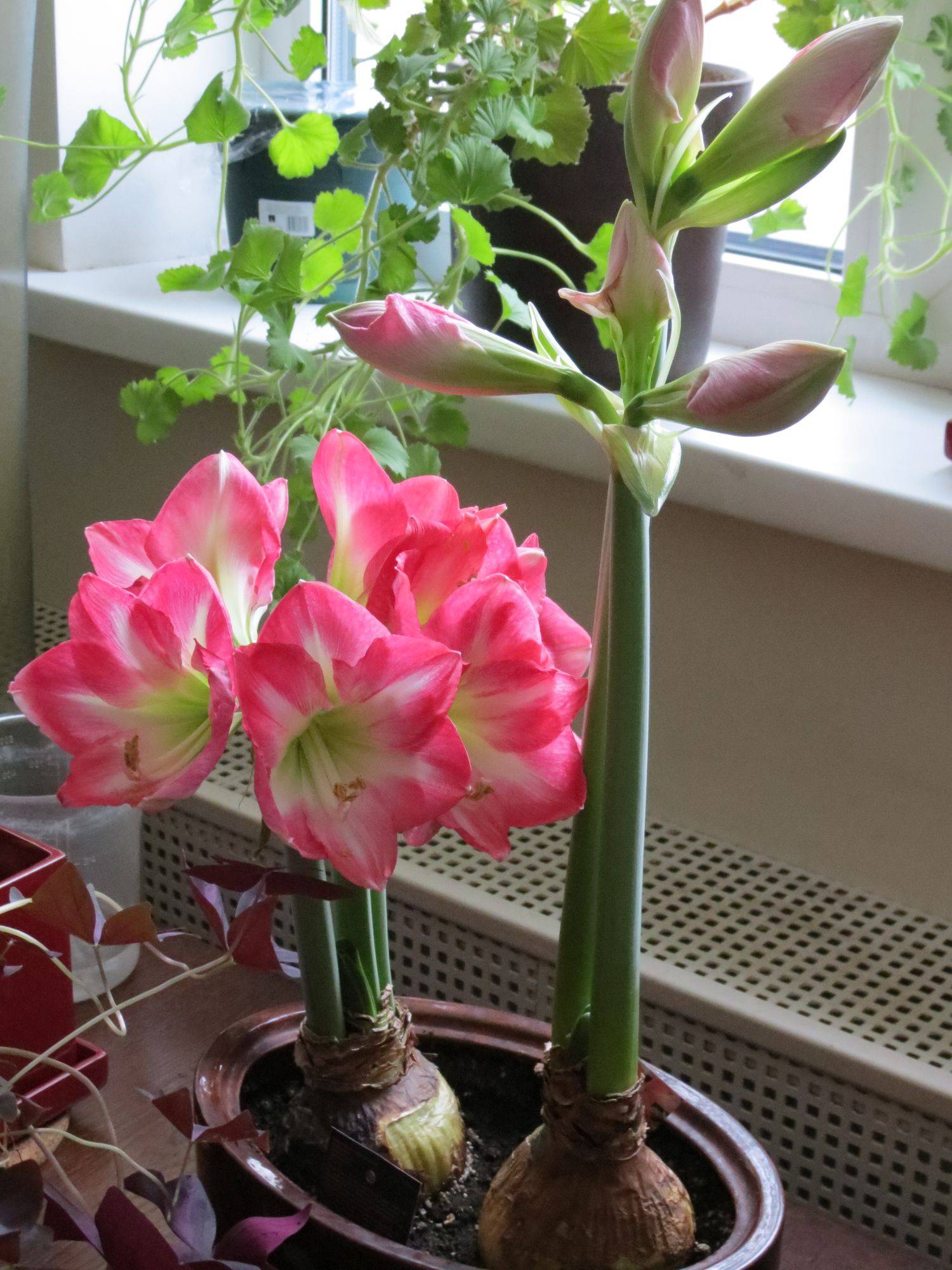 Почему гиппеаструм не цветёт: что делать, как заставить его цвести в домашних условиях, особенности ухода
