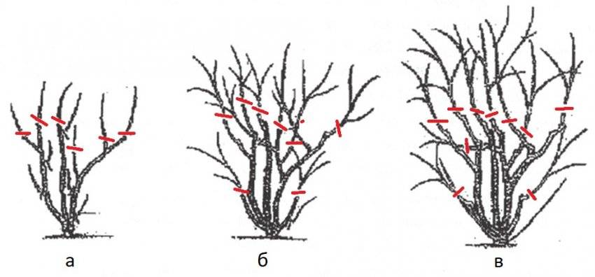Проведение обрезки у жасмина и формирование кроны растения