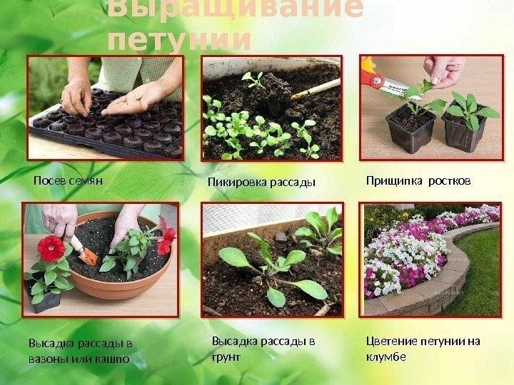 Иберис: фото, посадка, уход, семена, выращивание в открытом грунте, многолетний, зонтичный, вечнозеленый, однолетний, гибралтарский, белый