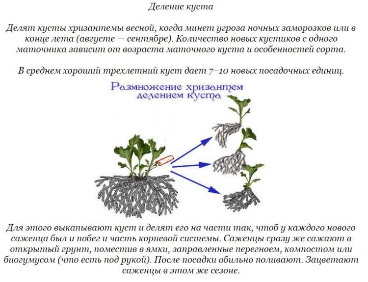 Как размножать курильский чай (лапчатку кустарниковую): осенью, весной, как черенковать, видео - растения и огород