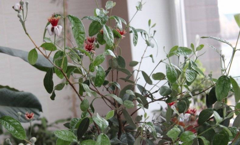 Фейхоа - выращивание в домашних условиях, как выглядит, цветение комнатного растения