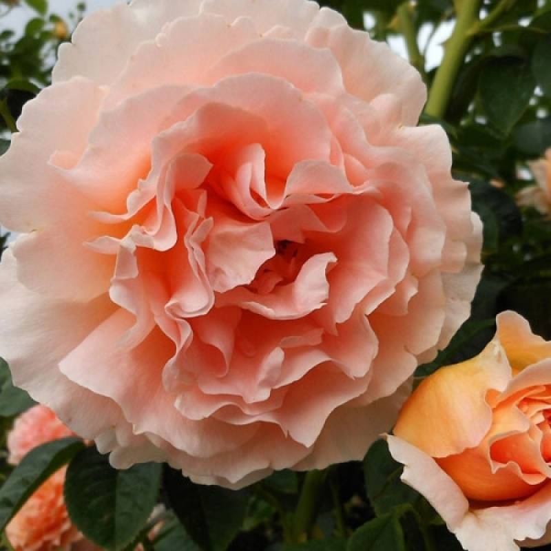Плетистая роза полька: описание, отзывы, фото, видео