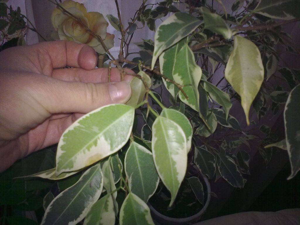 Фикус бенджамина в домашних условиях: уход, размножение, фото
