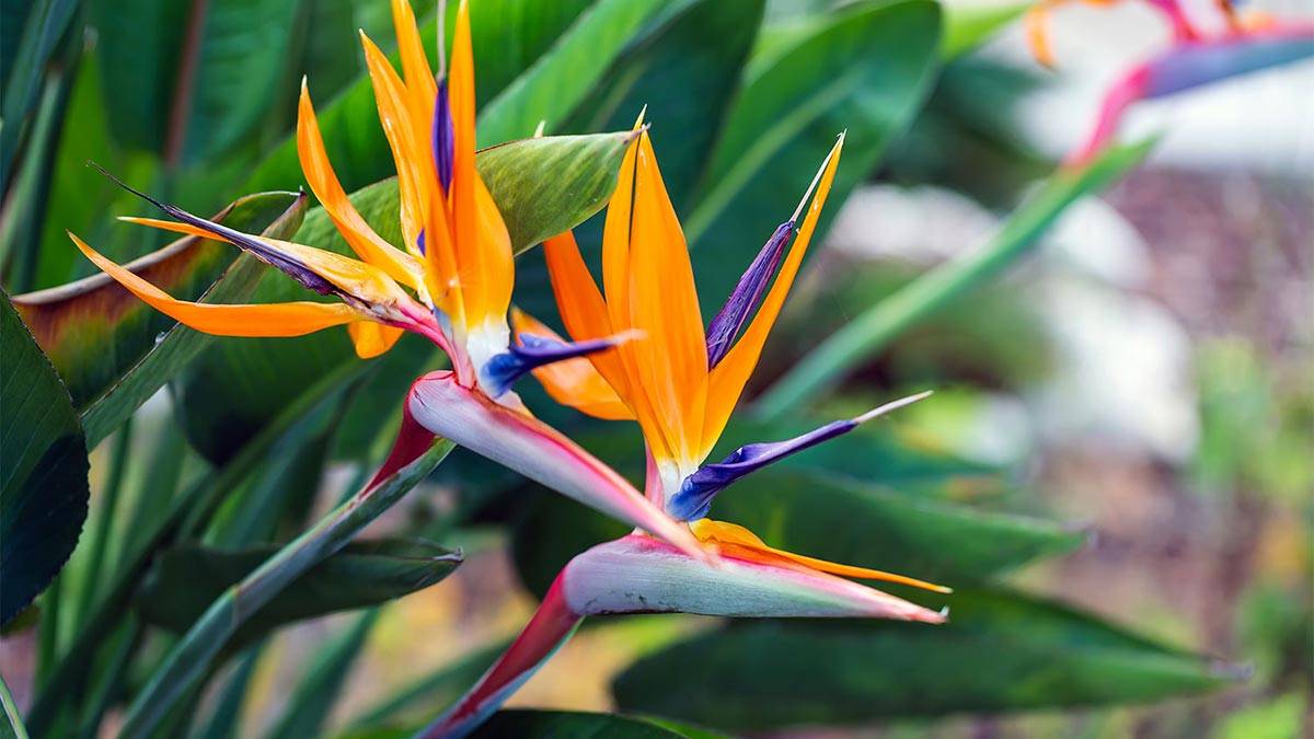 Стрелиция — райская птица домашнего цветника. особенности выращивания королевской разновидности многолетника