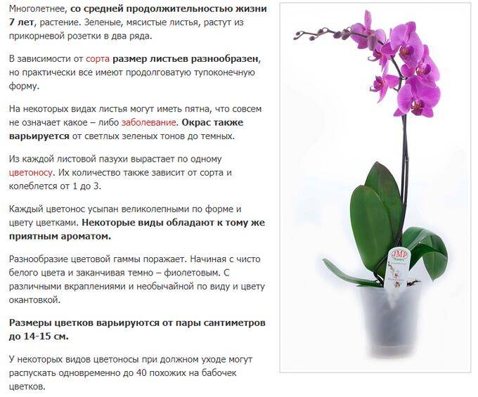 Как спасти орхидею