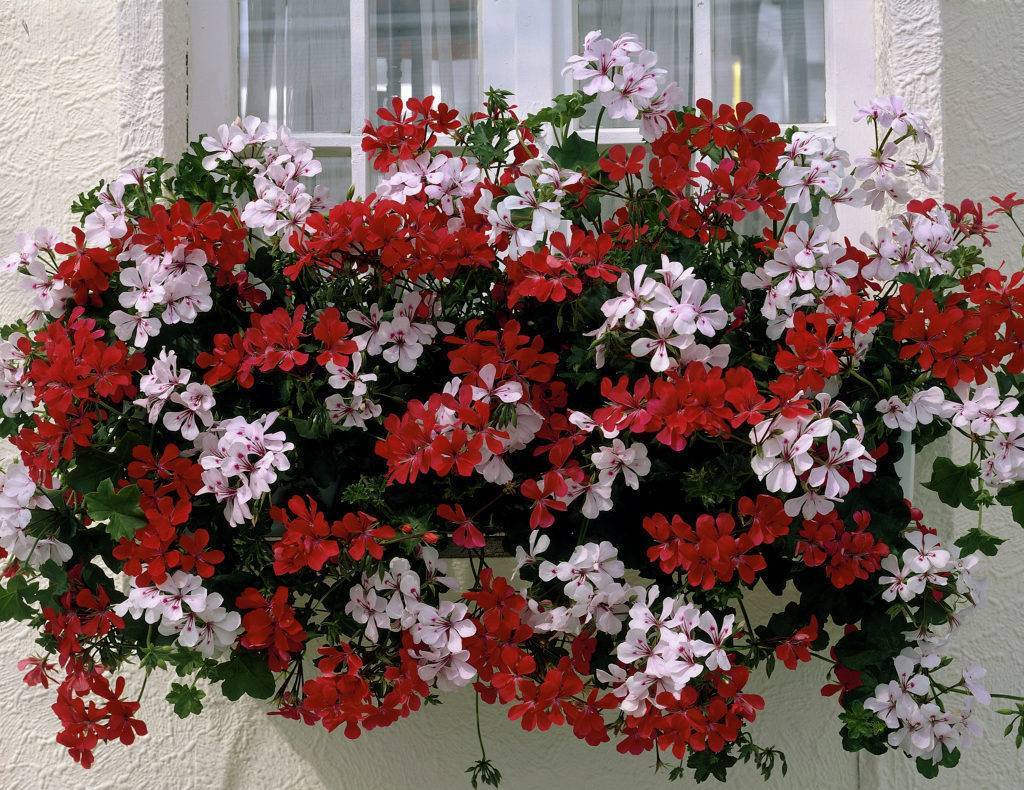 Ампельные цветы: описание, особенности выращивания и ухода, фото - sadovnikam.ru