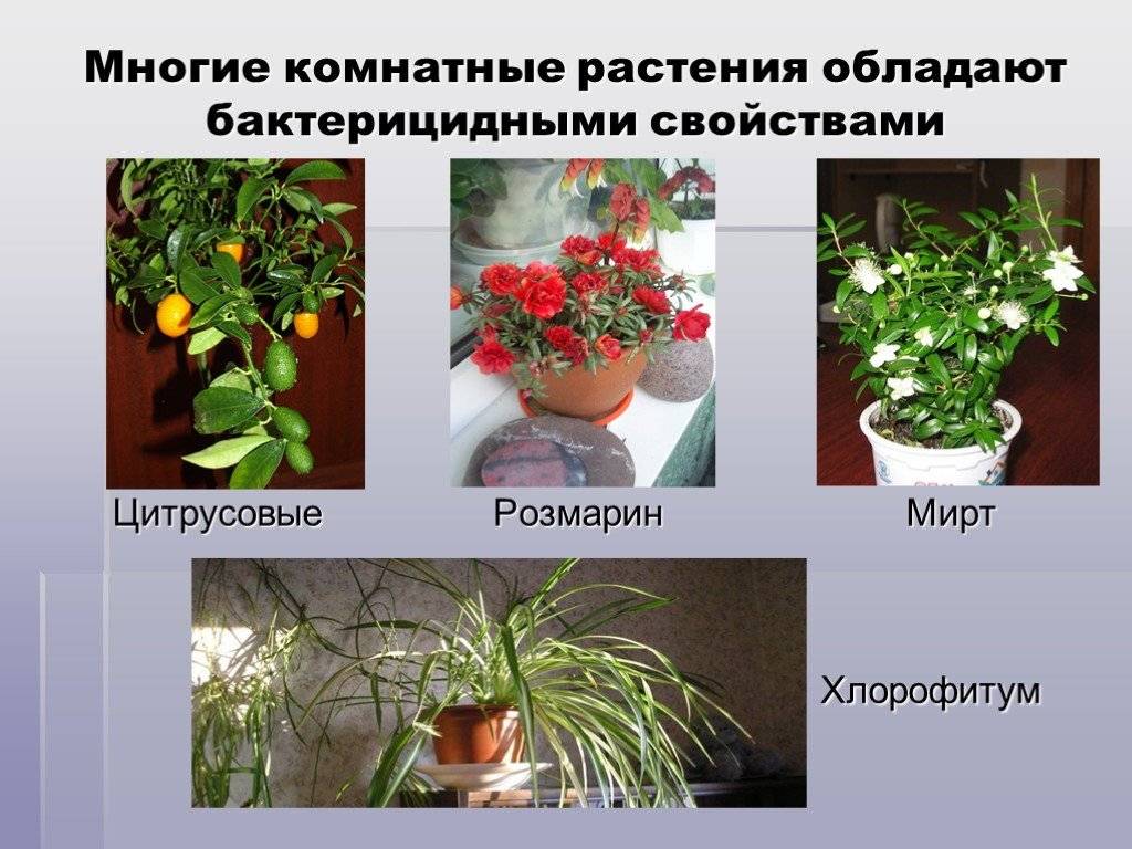Плодово ягодные растения. описание вида. посадка и уход.
