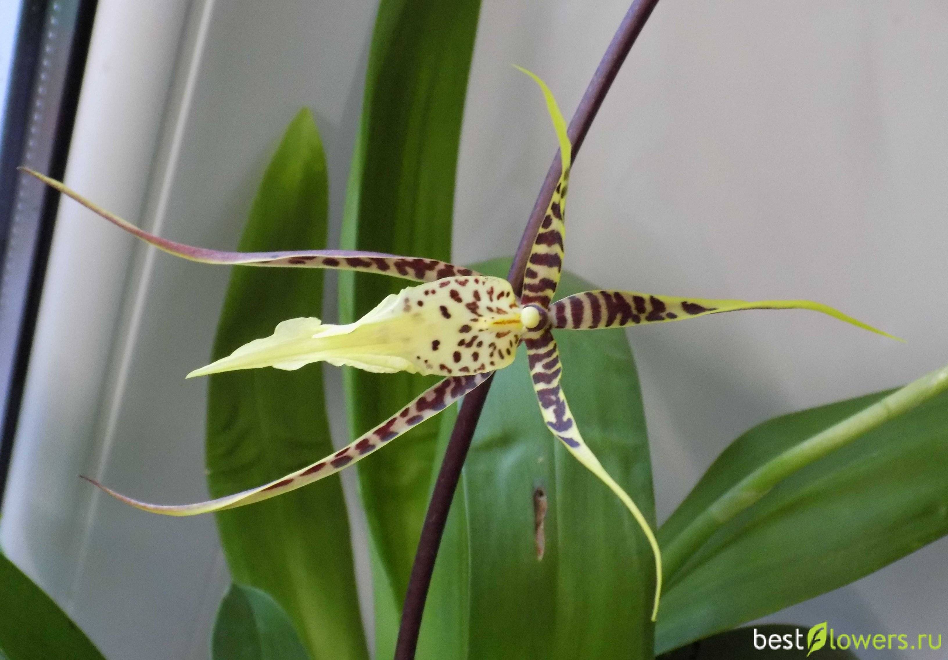 Орхидея брассия, уход в домашних условиях, размножение и фото