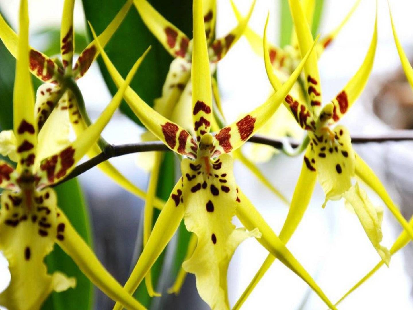 Необычная орхидея брассия: описание и уход