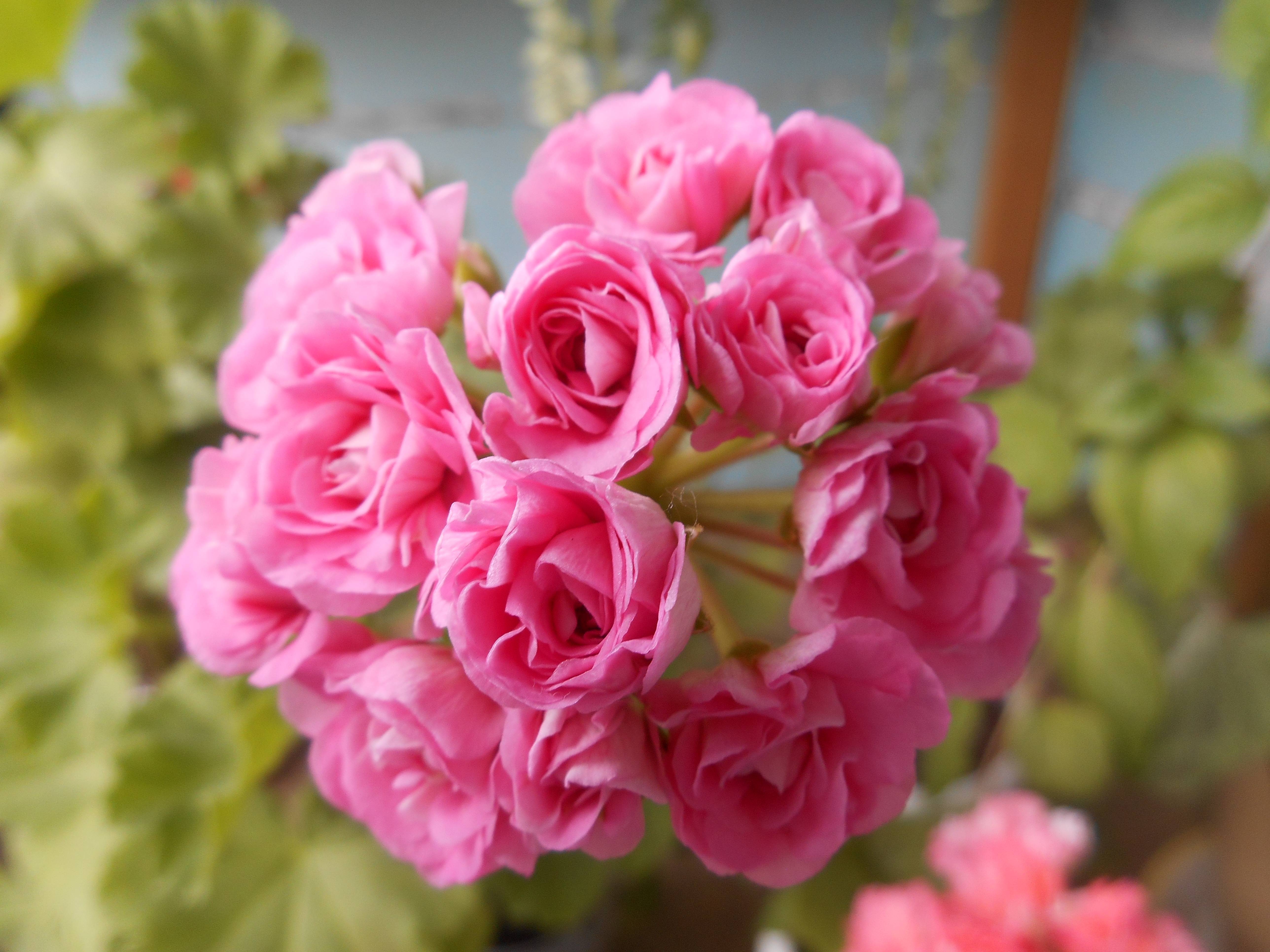 Пеларгония австралийский розебуд - цветочный мир