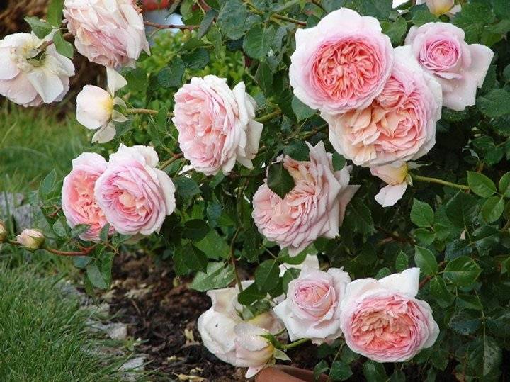 Роза «абрахам дерби»: описание, фото, особенности выращивания английской розы