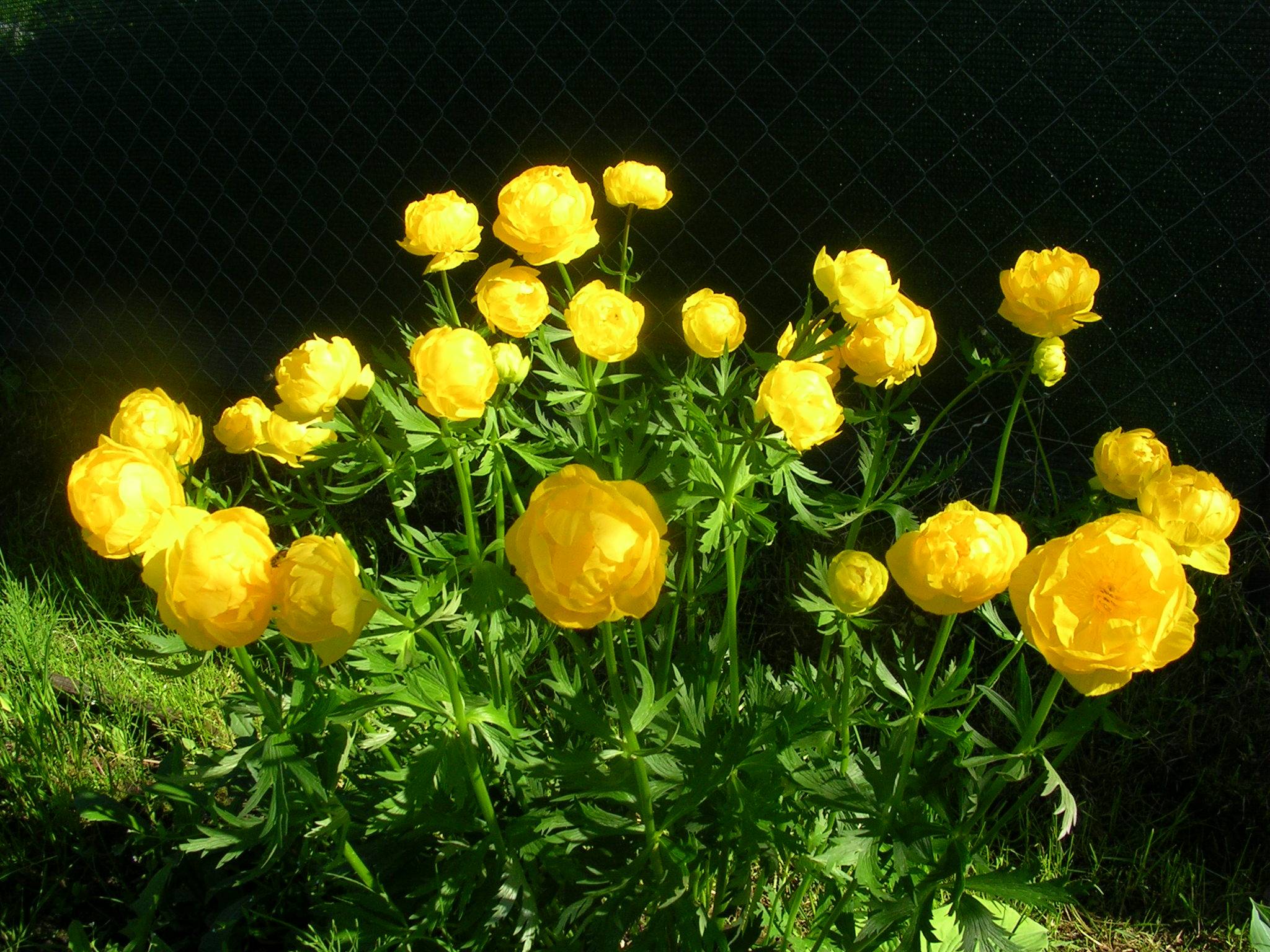 Купальница цветок фото, описание, выращивание в саду