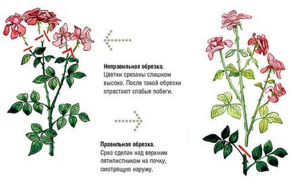 Как обрезать розы до и после цветения: схемы и рекомендации