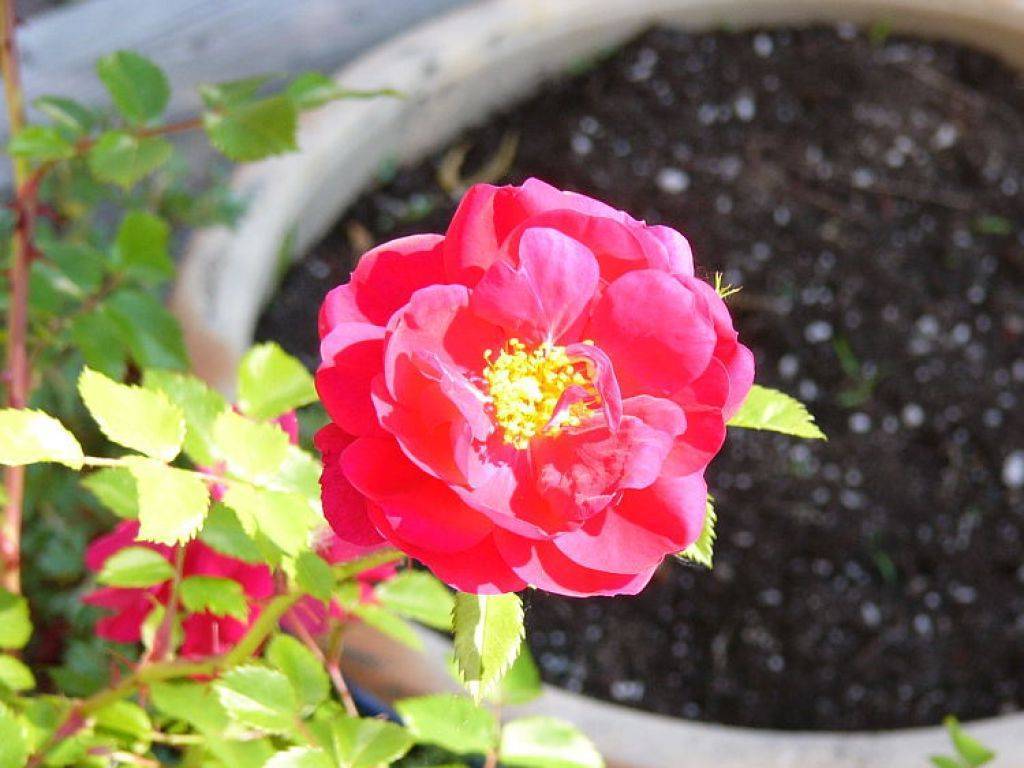 Розы канадские сорта фото описание: парковые, плетистые
