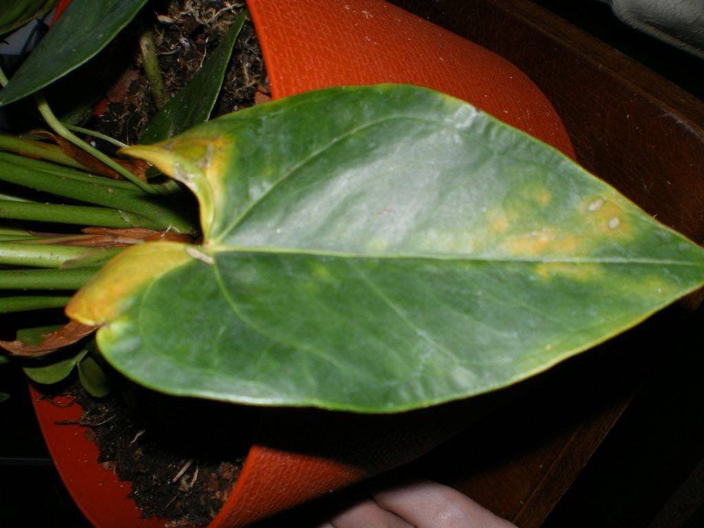 Антуриум желтеют листья после пересадки. вредители антуриума | зелёный сад