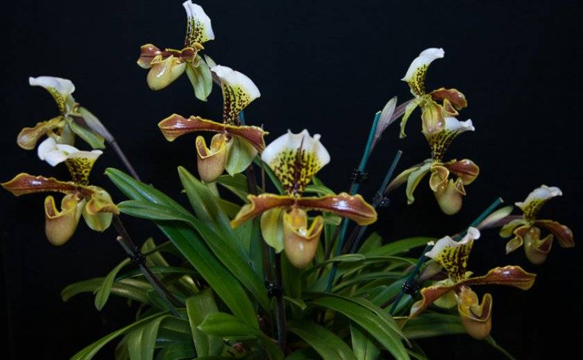 Знакомимся с орхидеей пафиопедилум — особенности ухода в домашних условиях и фото цветка