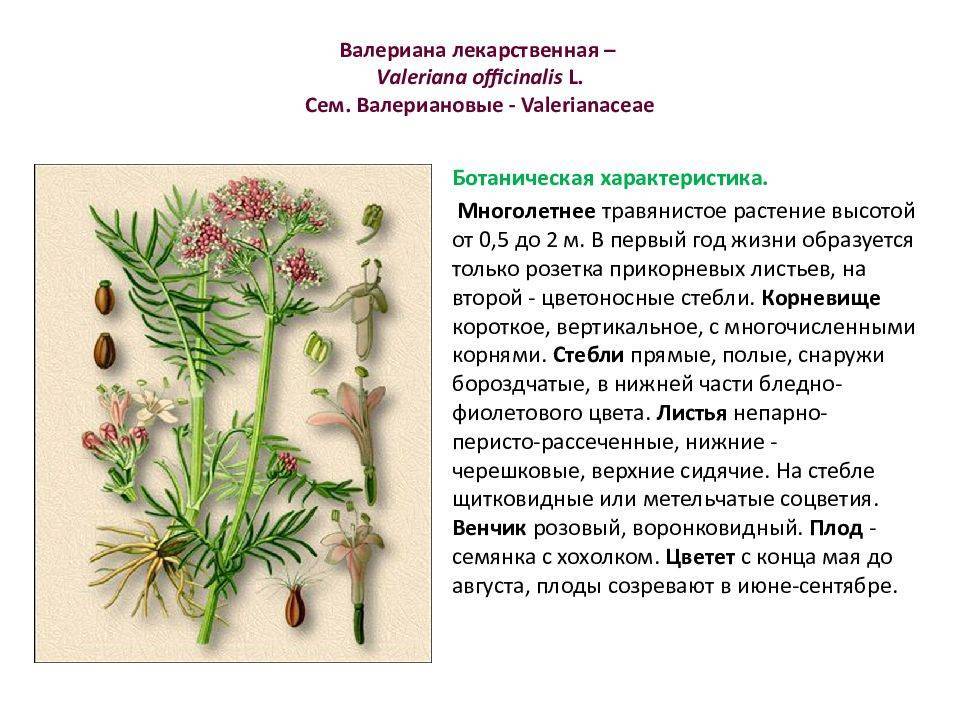 Полевые и луговые цветы и травы (130 фото) – каталог с названиями | огородникам инфо