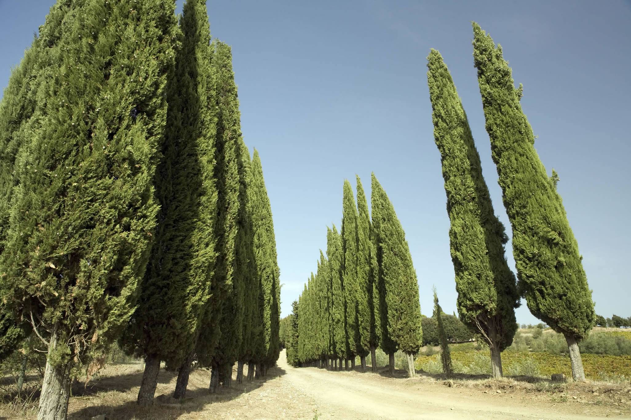 Хвойное дерево кипарис: подробное описание и фото того, как он выглядит