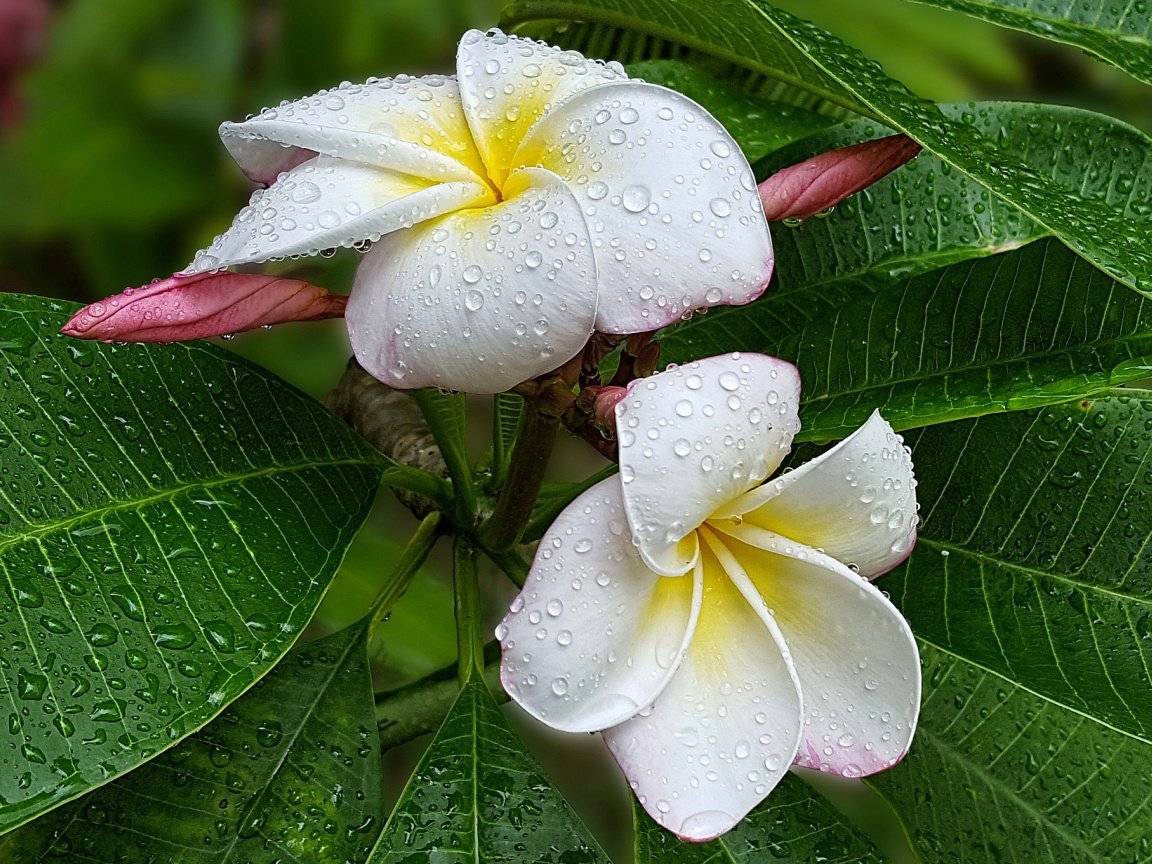 ᐉ цветок плюмерия: уход в домашних условиях, фото и виды, выращивание из семян - roza-zanoza.ru