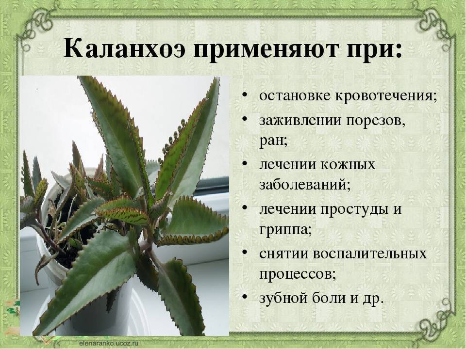 Как выглядит каланхоэ: фото, описание видов, уход и выращивание в домашних условиях - sadovnikam.ru