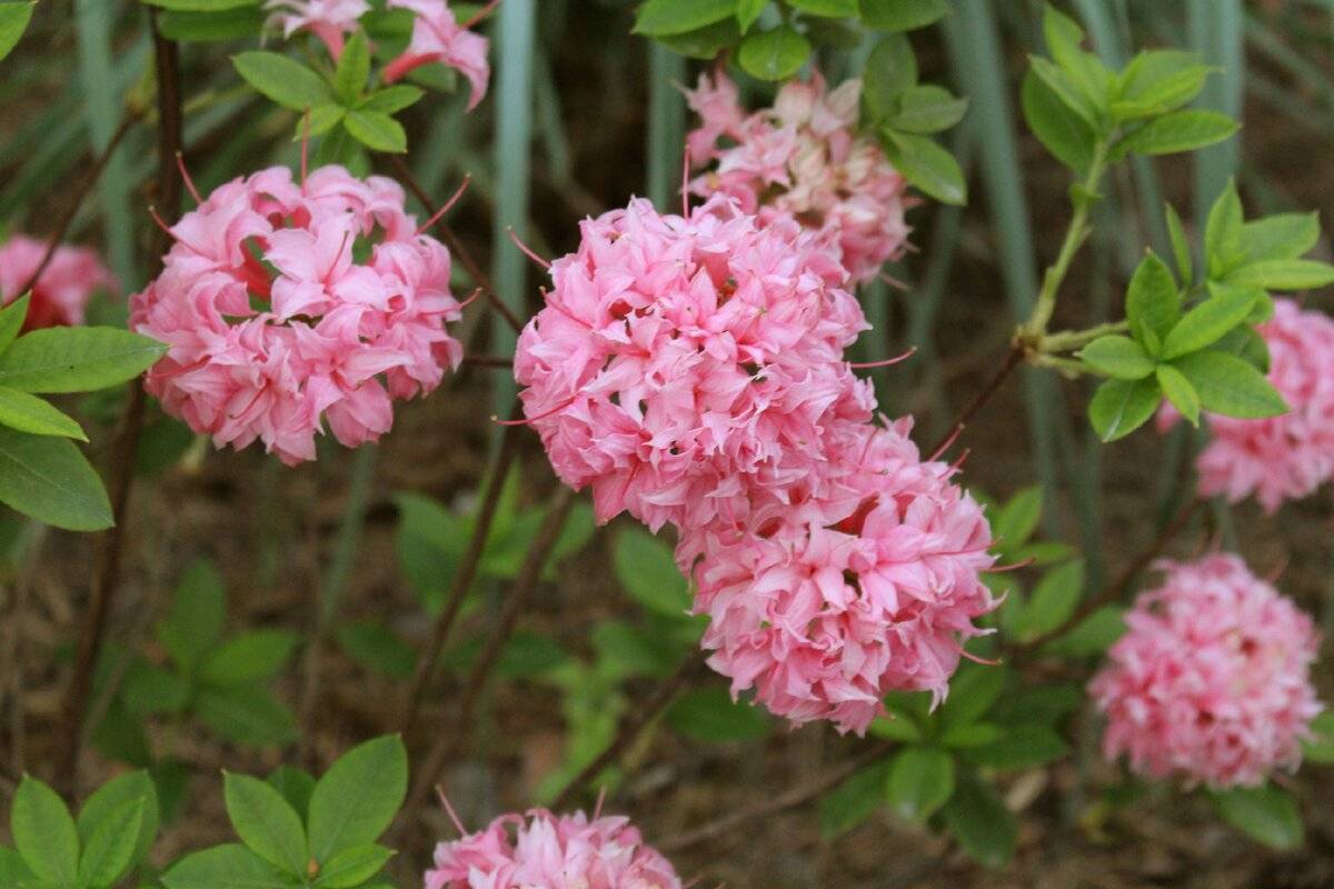 Азалия — цветок домашний, описание разновидностей