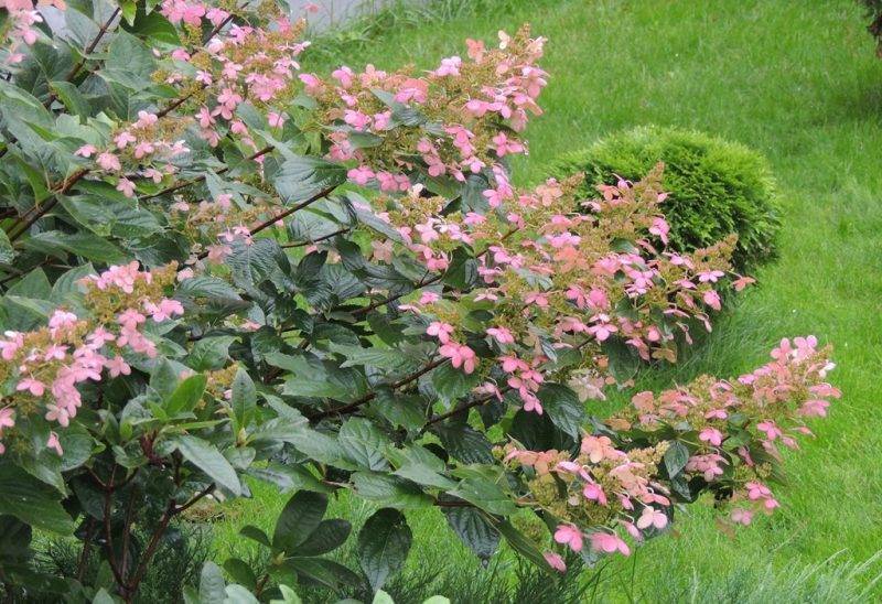 Гортензия пинк даймонд — описание сорта и его выращивание