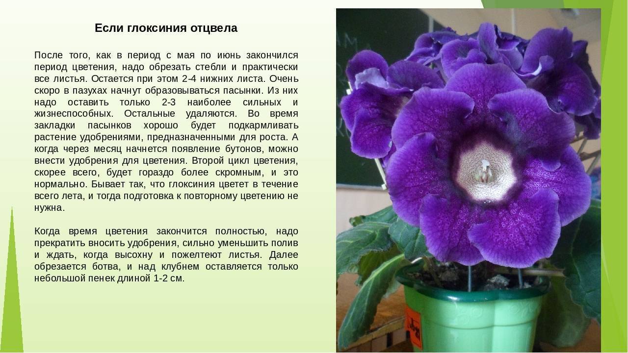 Глоксиния: как ухаживать в домашних условиях, советы по выращиванию - sadovnikam.ru