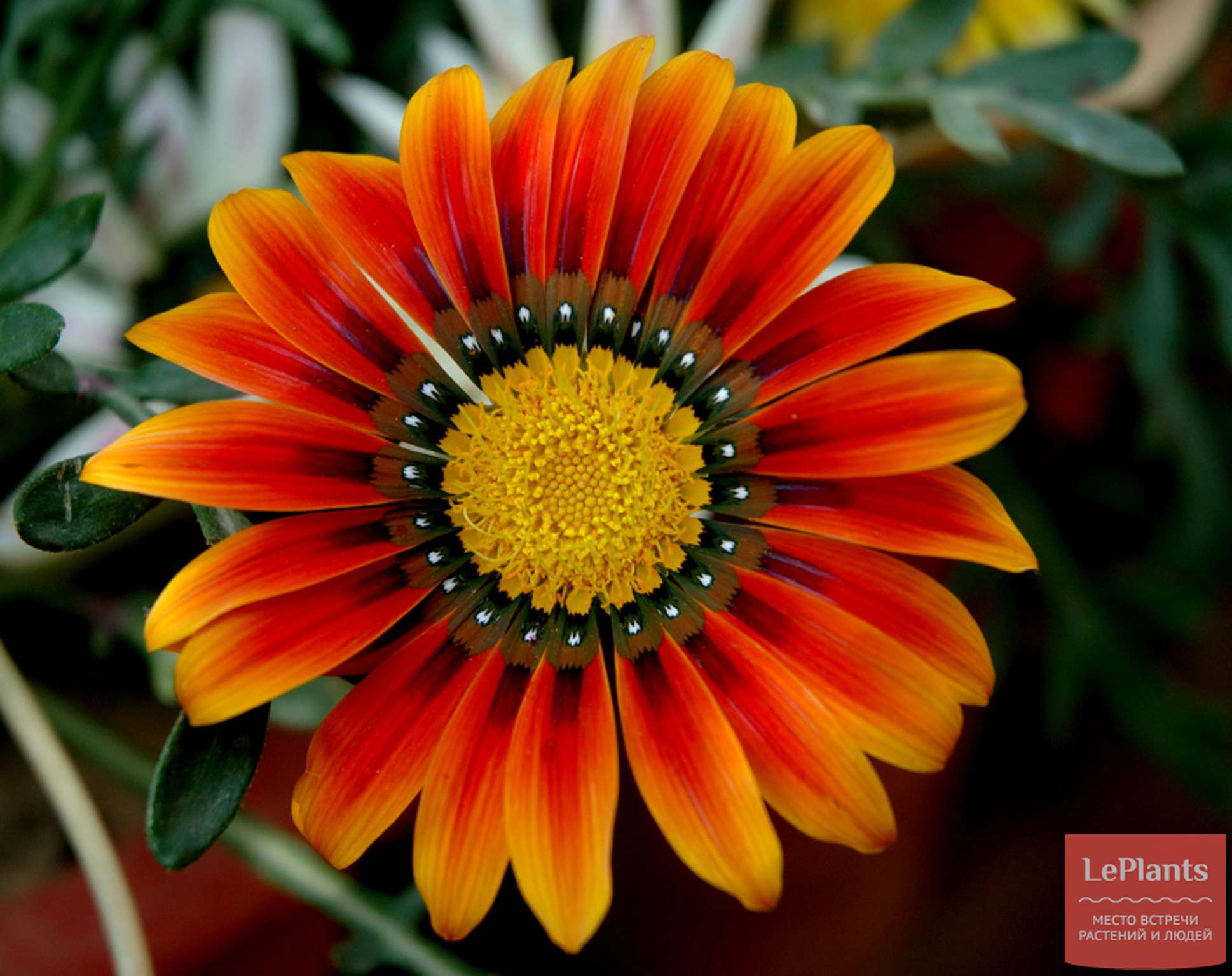 Цветок, похожий на ромашку. садовые цветы: названия, описание и фото :: syl.ru