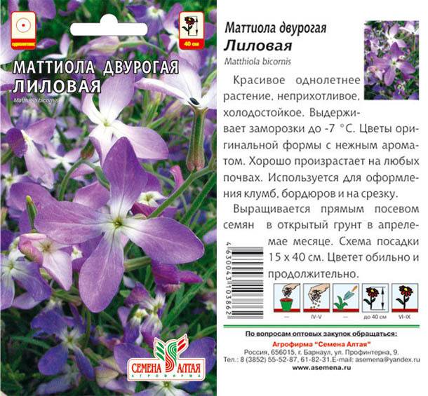 Маттиола: фото цветов с нежным запахом, рекомендации по выращиванию культуры