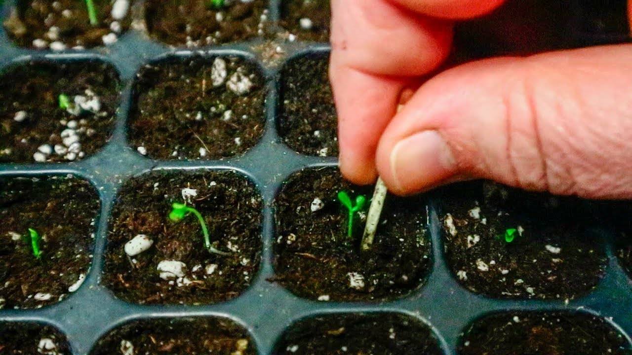 Катарантус - посадка и уход в открытом грунте, сорта и болезни | клуб цветоводов