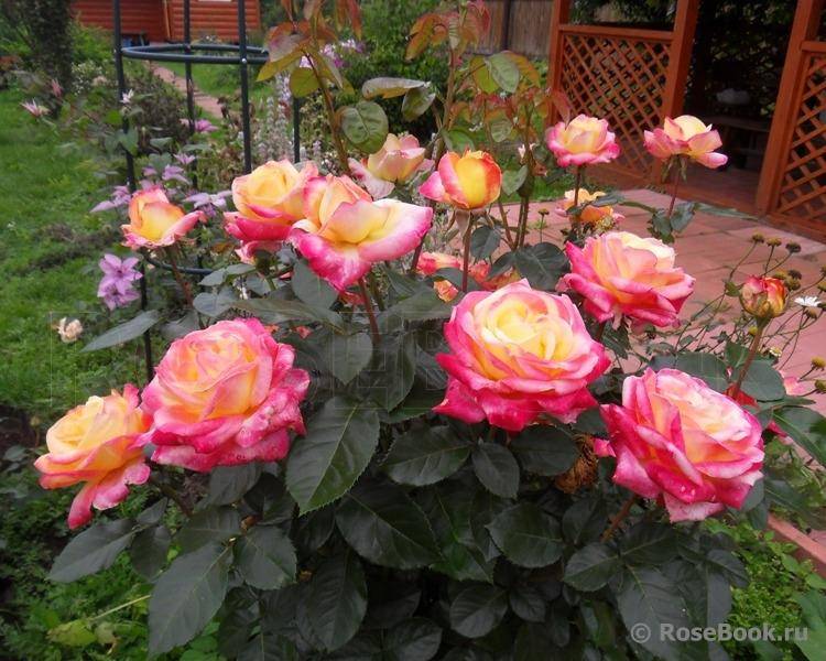 Уникальный гибрид чайных роз – глория дей