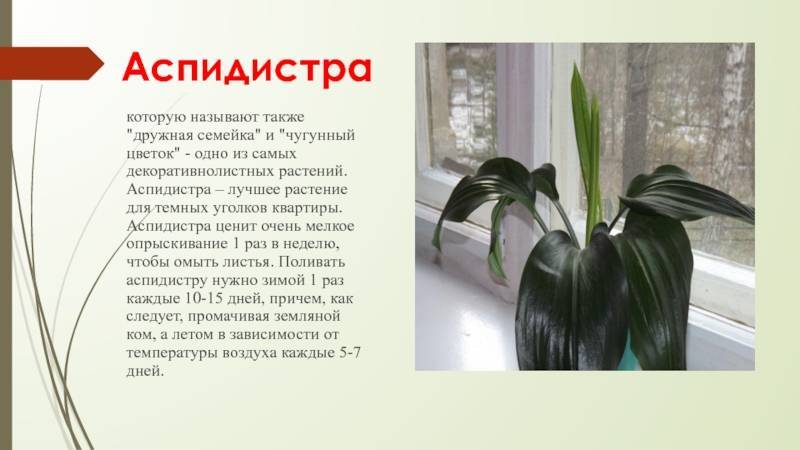 Комнатное растение аспидистра: уход, пересадка и размножение в домашних условиях, популярные виды с фотографиями