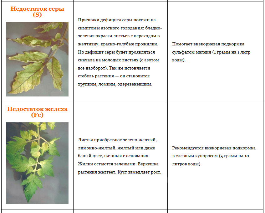 ✅ почему у фиалки белеют листья - cvetochki-yaroslavl.ru