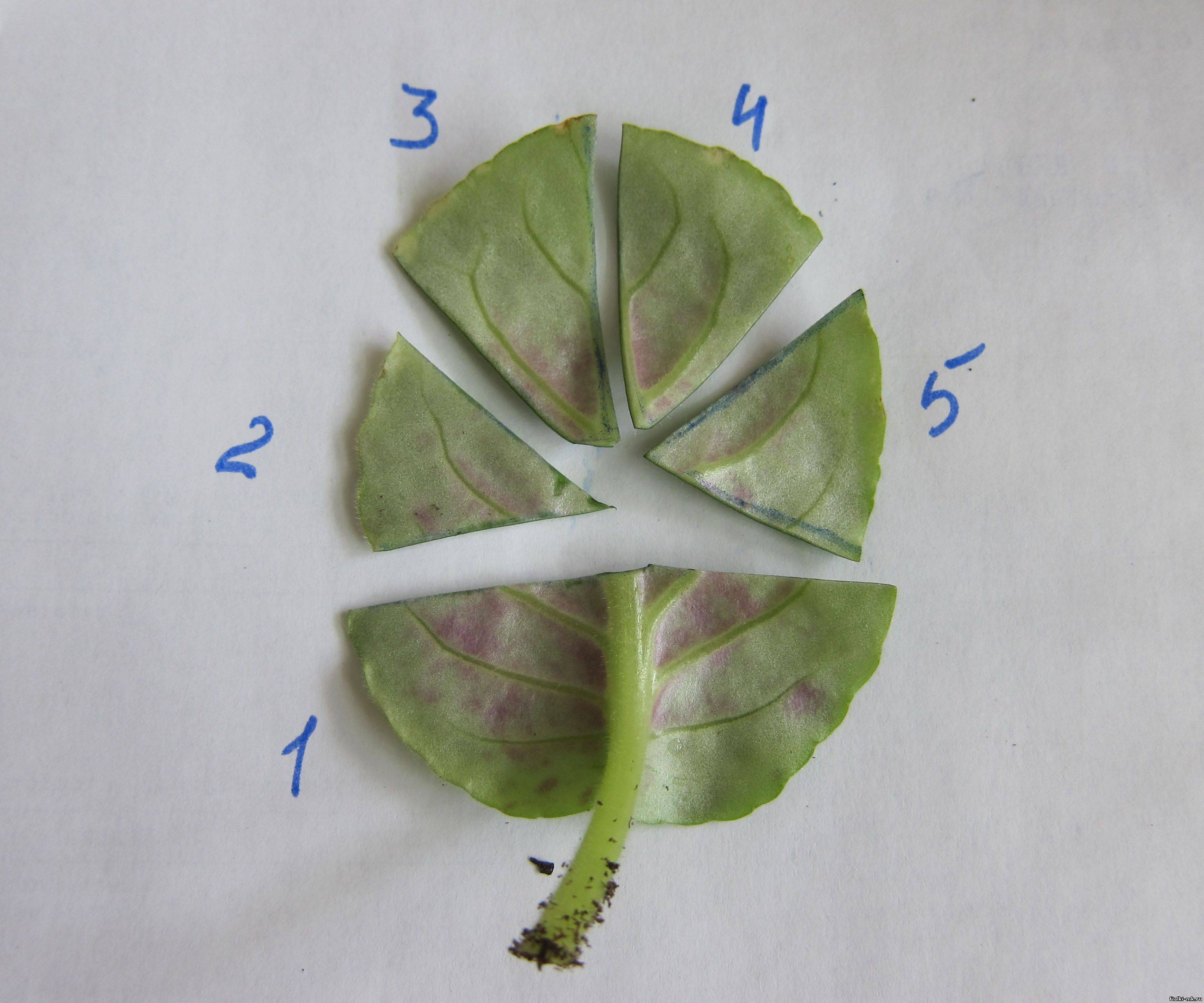 Фиалки: размножение листом и делением, и как правильно рассадить в домашних условиях, как часто и чем поливать, каким удобрением подкормить, когда пересаживать?