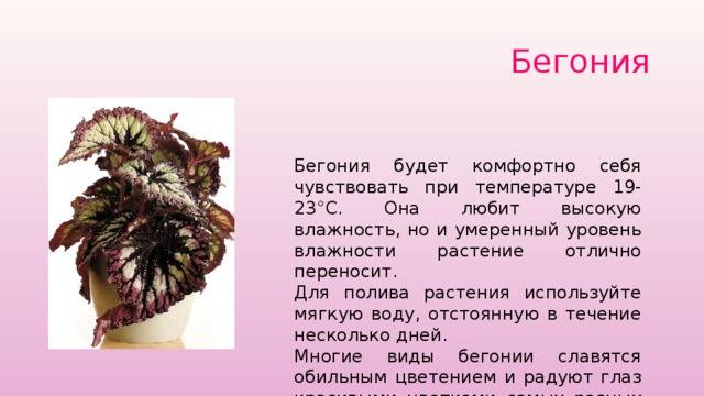 Бегония рекс: описание и фото комнатного растения, уход в домашних условияхдача эксперт