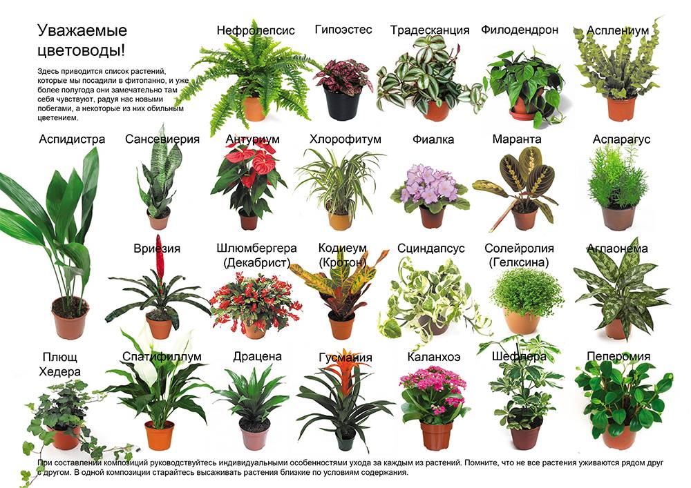 Цветущие комнатные цветы: названия популярных видов домашних растений, которые будут цвести зимой, и перечень растений по цвету бутона