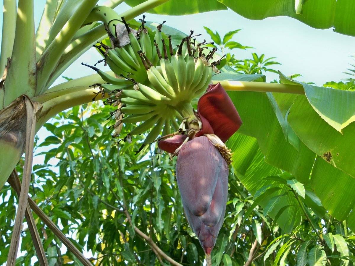 Банановая пальма, на каких деревьях растут бананы. банан домашний — выращивание и уход в домашних условиях, фото