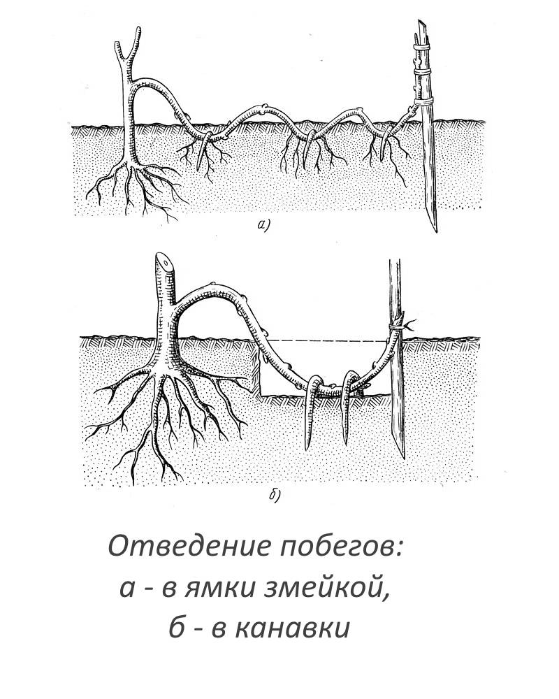 Хочу выращивать глицинию в виде штамбового деревца. подскажите, как делать это правильно? - ответы экспертов 7dach.ru