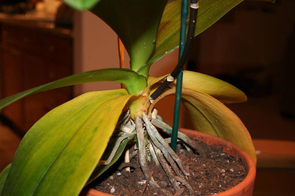 У орхидеи желтеют листья - что делать: причины, профилактика и уход