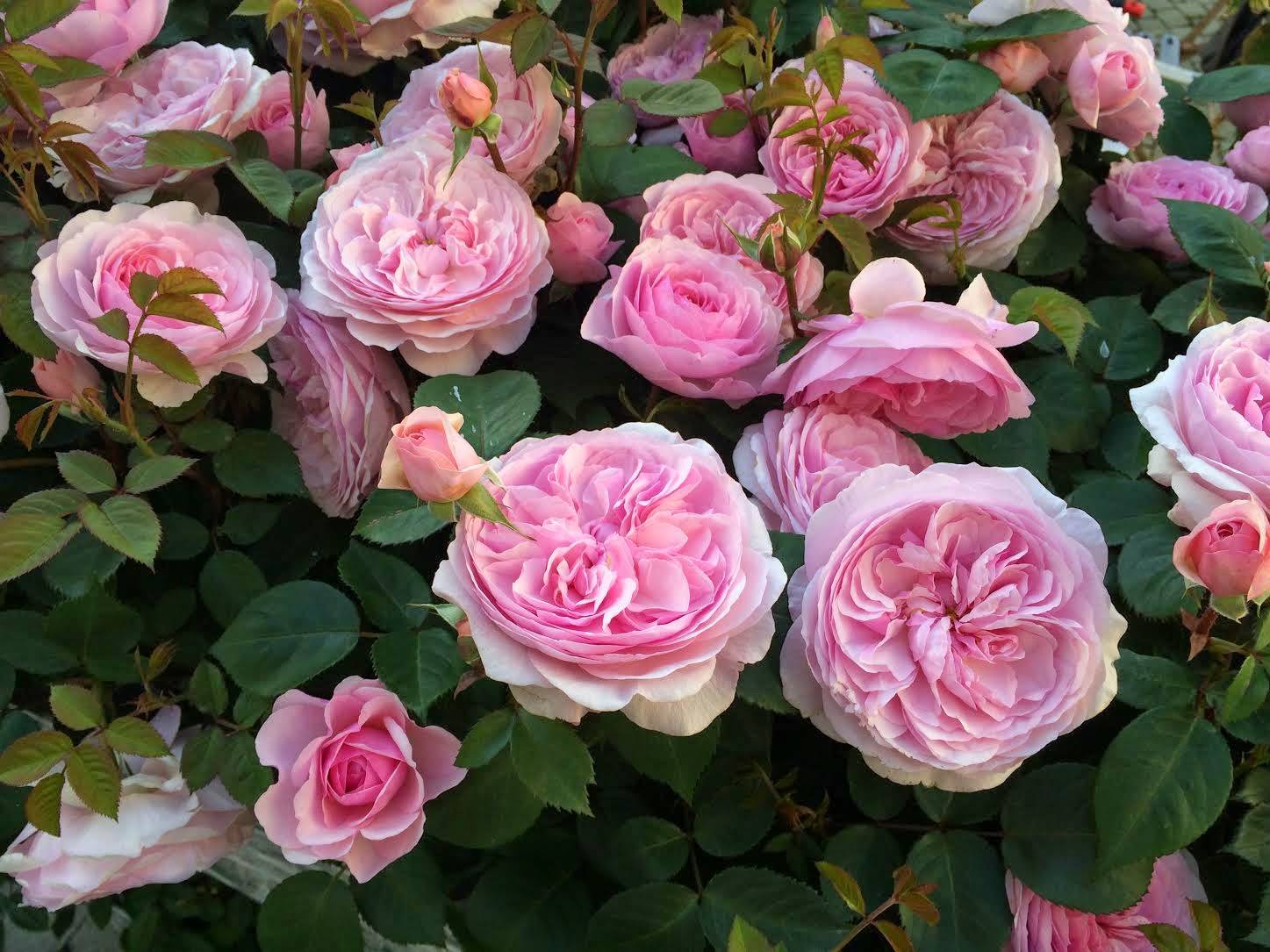 Плетистые розы остина (описание сорта, отзывы, уход, фото)