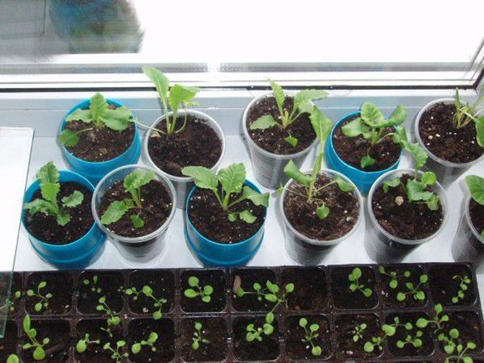 Выращивание примулы из семян в домашних условиях – технология и особенности ухода