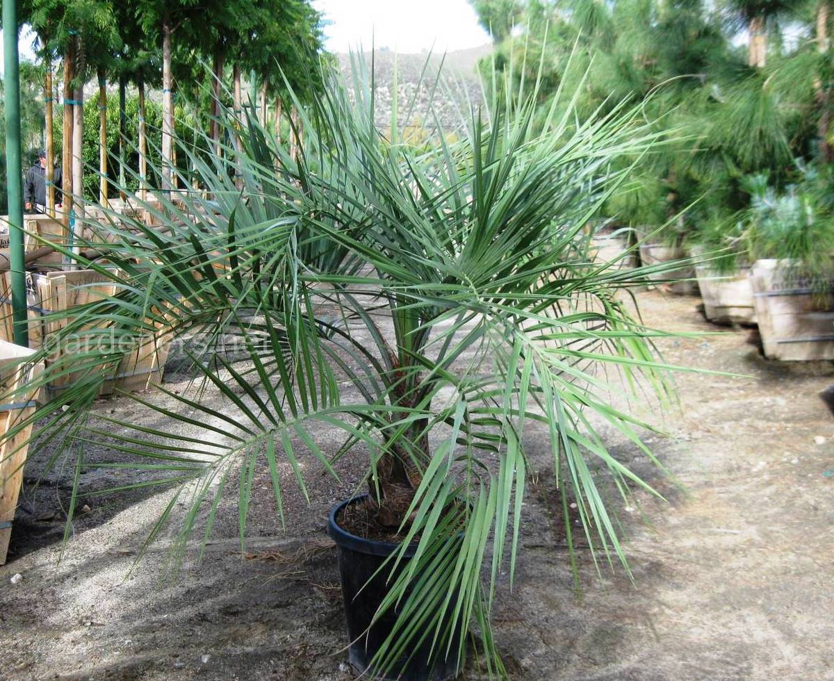 Пальма бутия: виды, выращивание и уход в домашних условиях