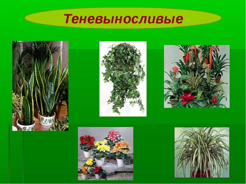 Неприхотливые комнатные цветы, цветущие круглый год - sadovnikam.ru
