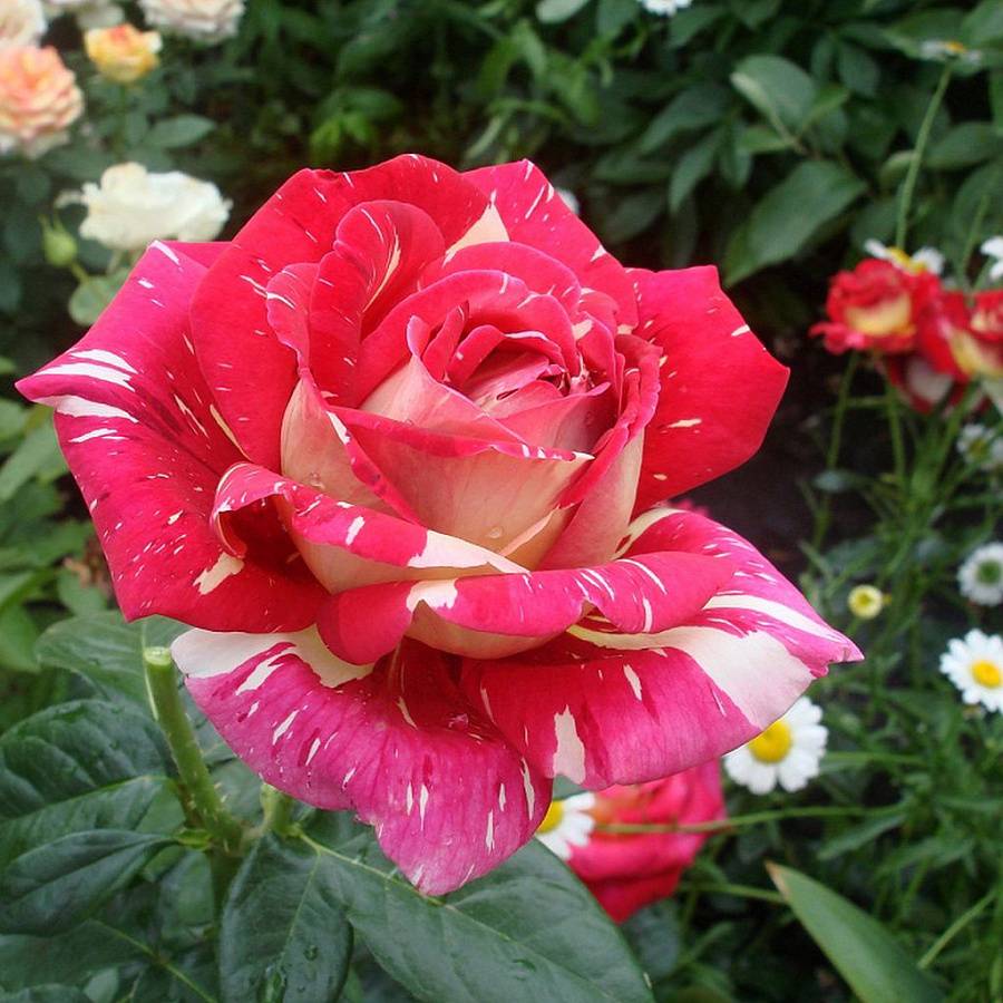 Роза мондиаль: описание сорта, посадка и уход