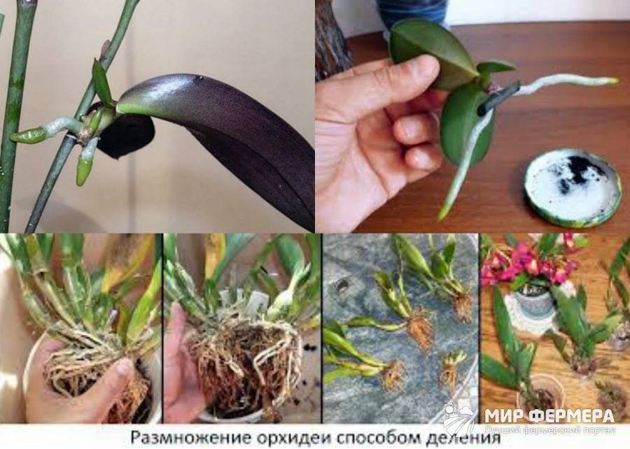 6 способов размножения орхидеи фаленопсис в домашних условиях