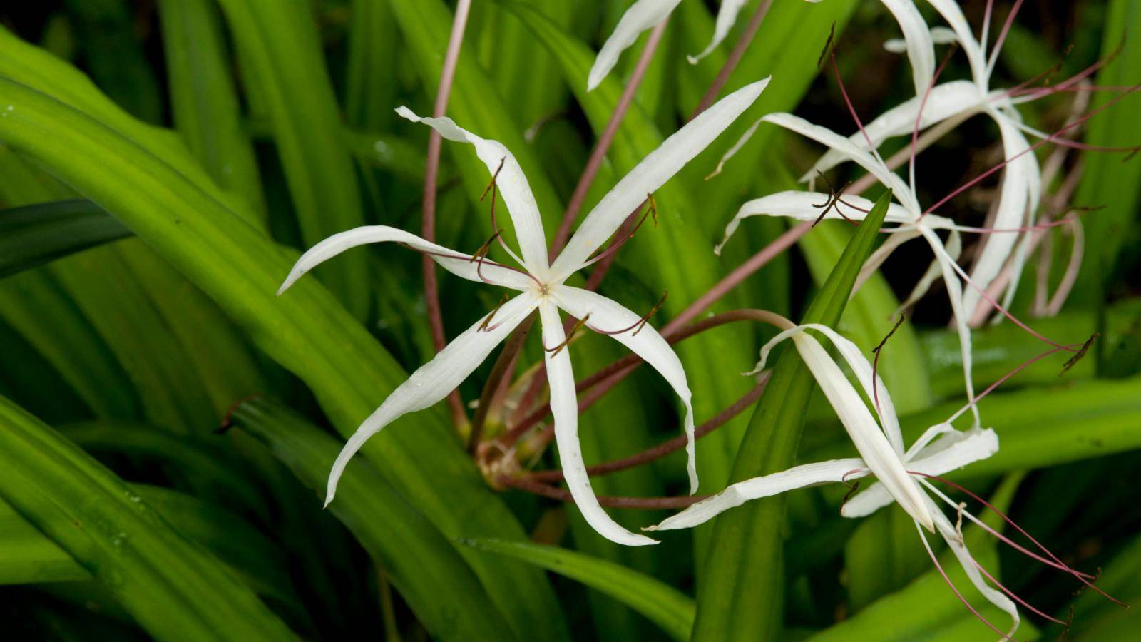 "кринум" - вечнозеленый цветок: уход в домашних условиях и фото
