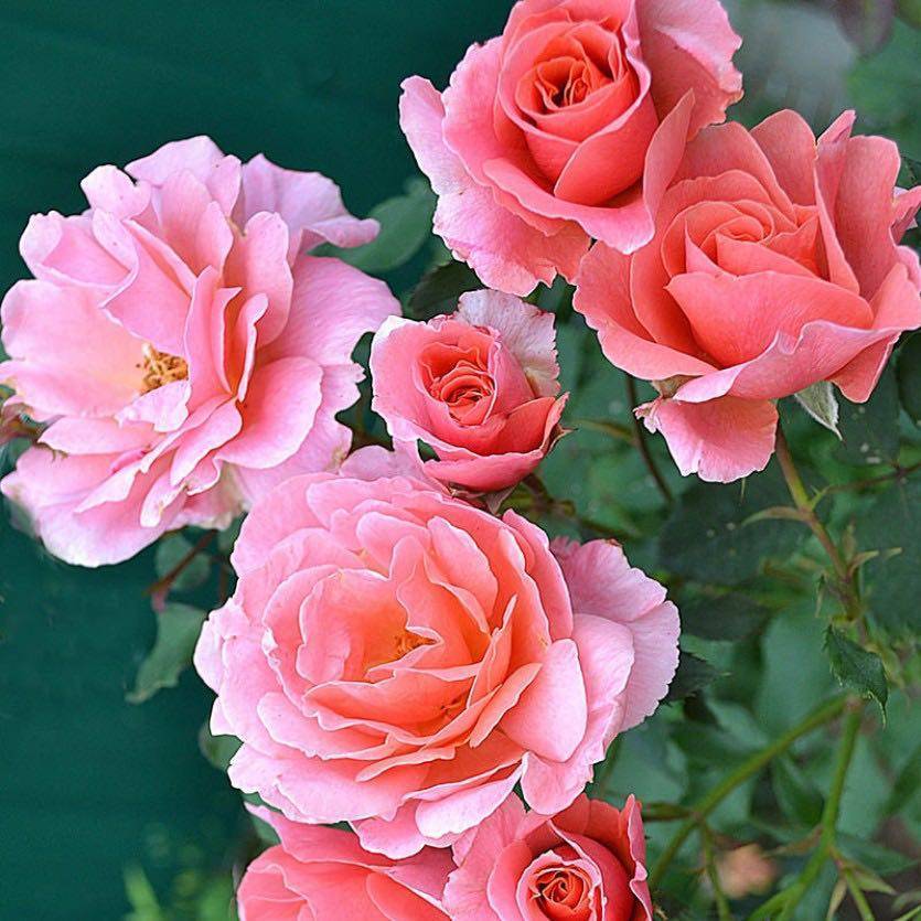 Описание плетистого сорта розы али баба: что это за ремонтантный вид, особенности