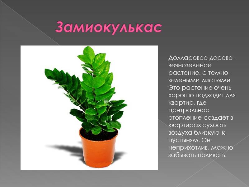 Цветок замиокулькас: уход в домашних условиях, описание, полив, пересадка, приметы - sadovnikam.ru