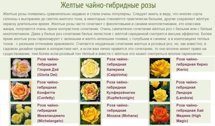 Розы чайно-гибридные: характеристика сортов. чайно-гибридные розы: посадка и уход